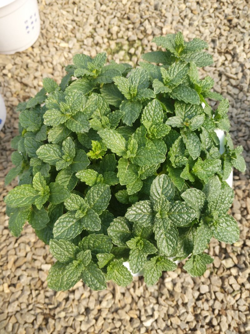 含羞草，观叶植物价格合理质量保证发货及时