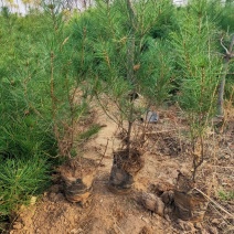 大量出售营养杯白皮松，大田定植白皮松，规格全，产地直供，