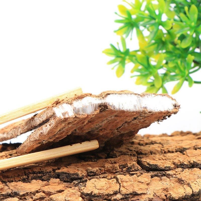 15年杜仲皮杜仲茶略阳杜仲老树厚皮野生老树杜仲皮