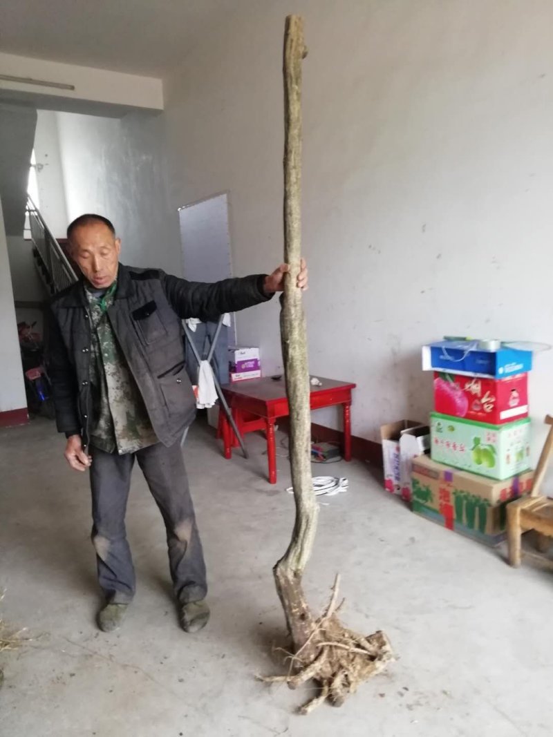 紫藤三至三十公分下山桩有需要的朋友联系我一手货源质优价廉