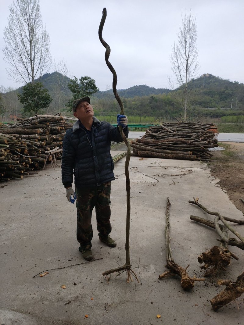 紫藤三至三十公分下山桩有需要的朋友联系我一手货源质优价廉