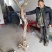 紫藤三至三十公分下山桩有需要的朋友联系我一手货源质优价廉