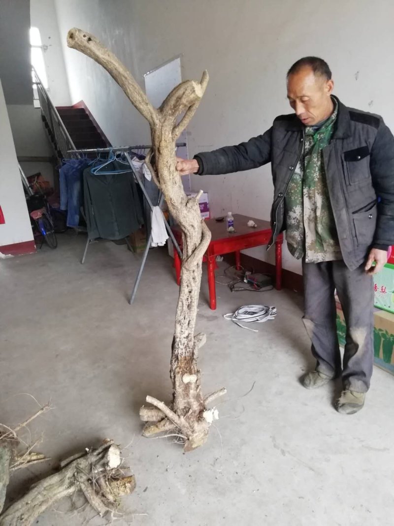 紫藤三至三十公分下山桩有需要的朋友联系我一手货源质优价廉
