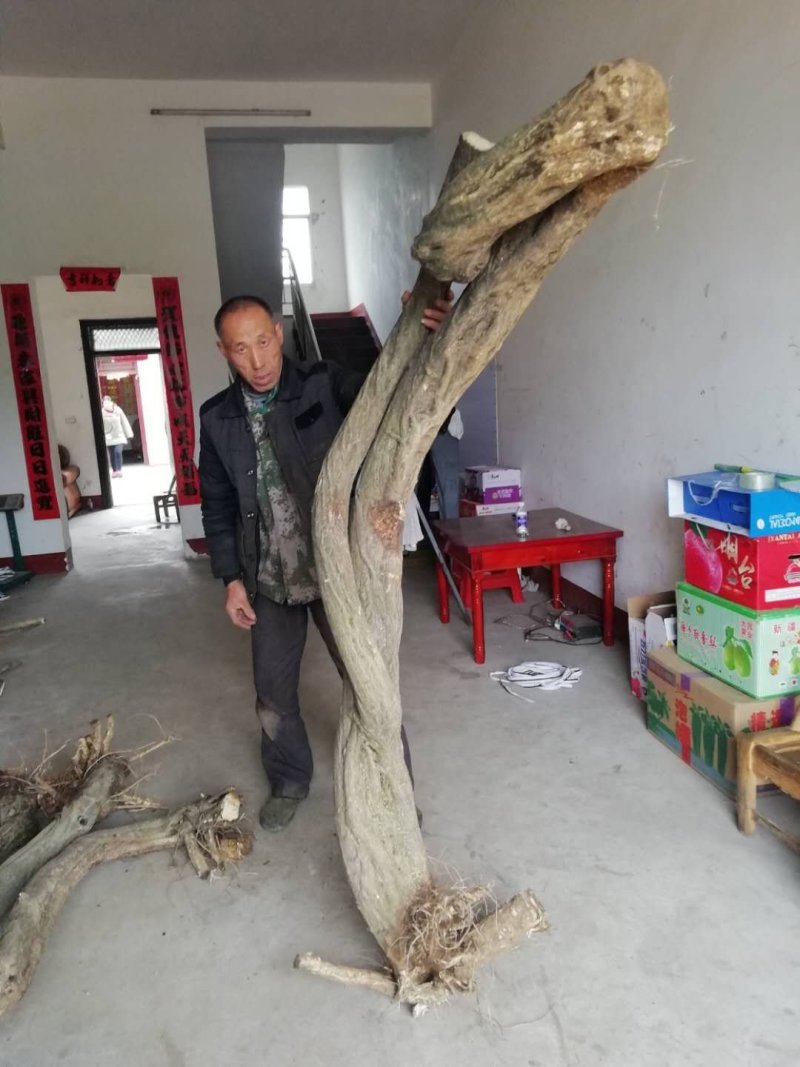 紫藤三至三十公分下山桩有需要的朋友联系我一手货源质优价廉