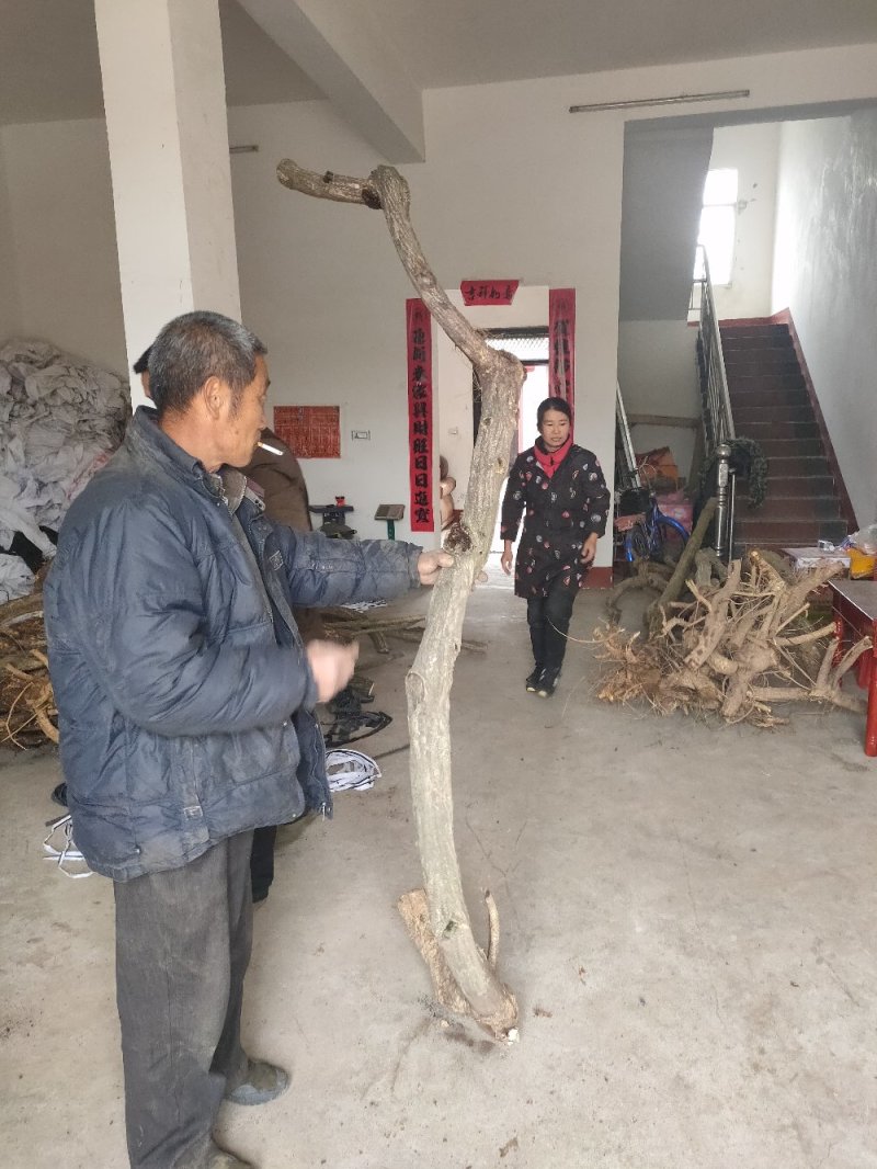 紫藤三至三十公分下山桩有需要的朋友联系我一手货源质优价廉