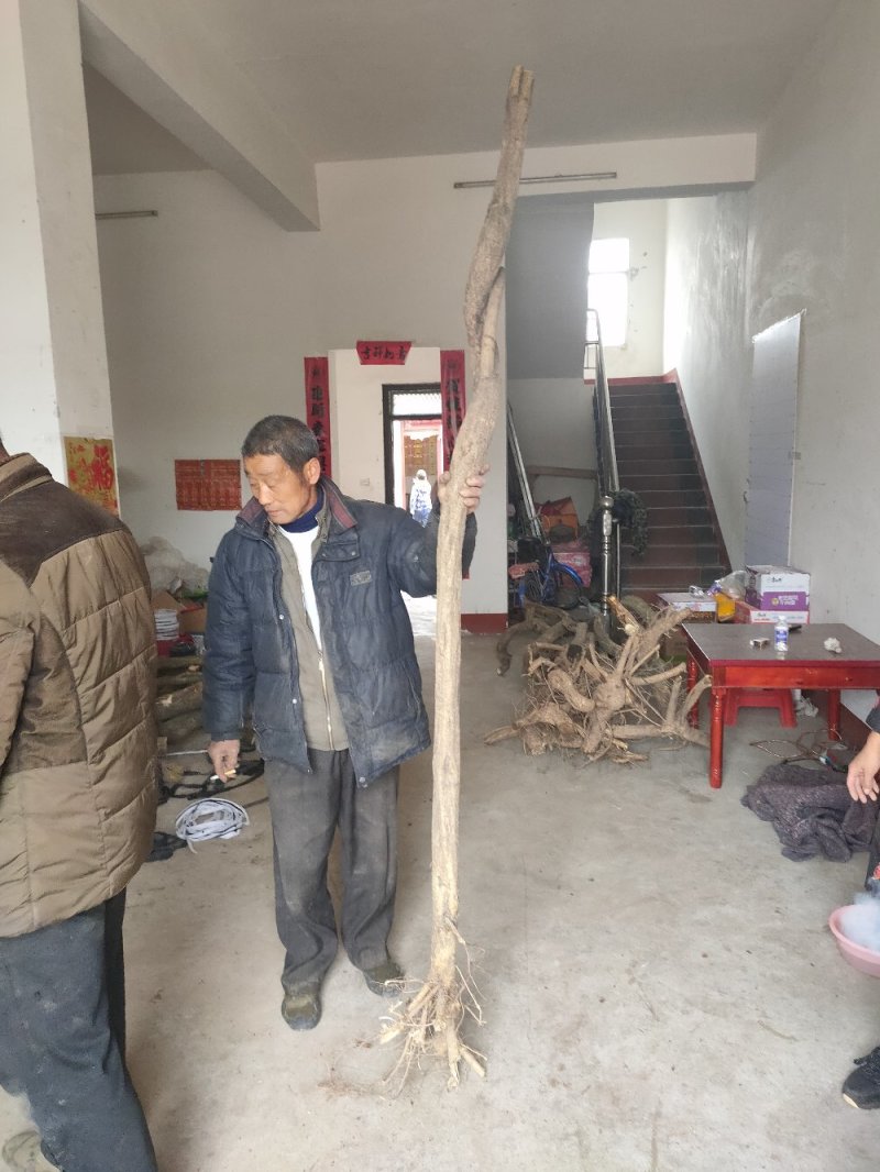 紫藤三至三十公分下山桩有需要的朋友联系我一手货源质优价廉