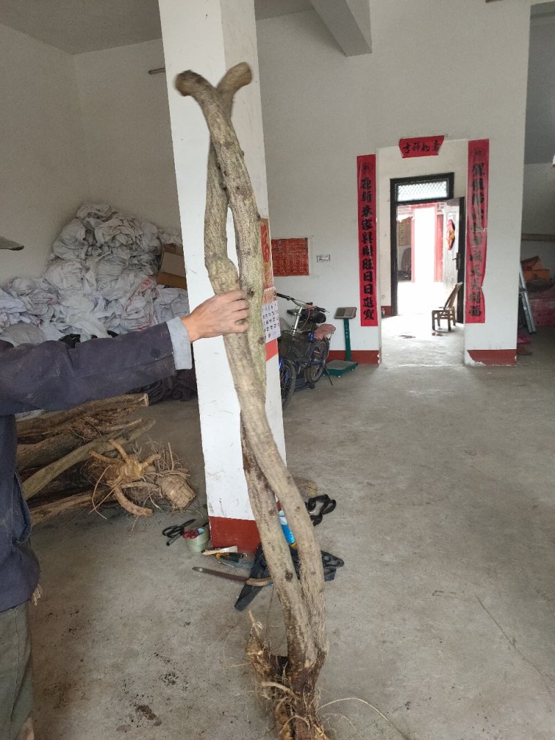 紫藤三至三十公分下山桩有需要的朋友联系我一手货源质优价廉