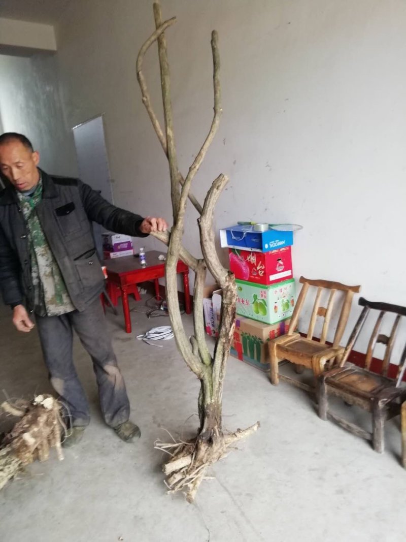 紫藤三至三十公分下山桩有需要的朋友联系我一手货源质优价廉