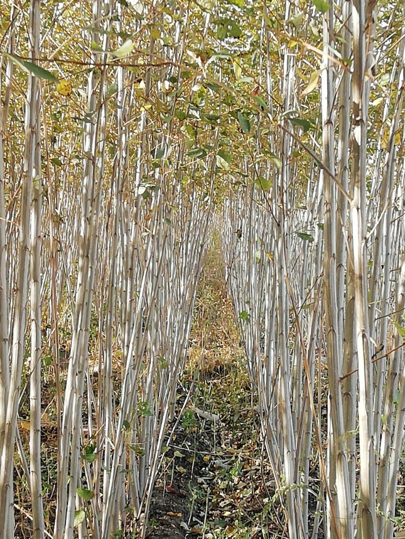 两根两杆小城黑二年杨树苗基地直销