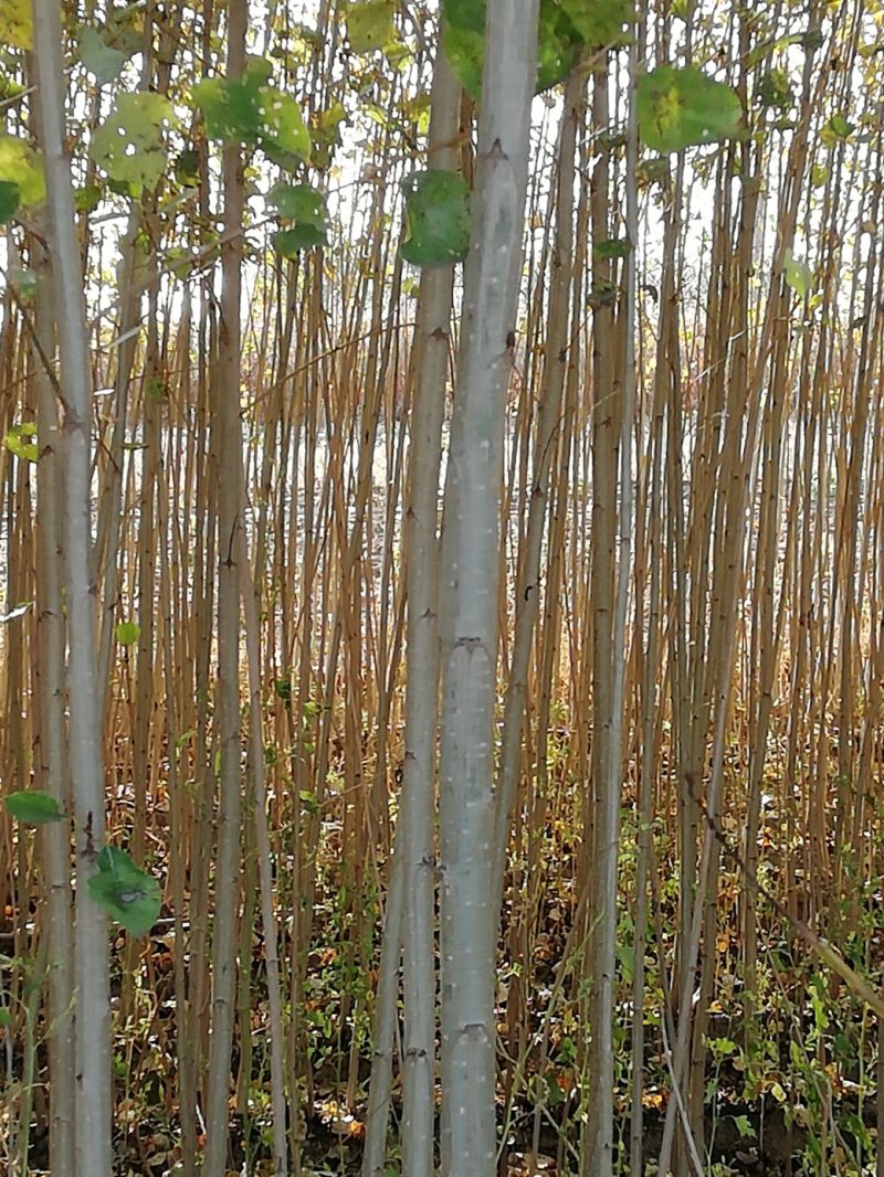 两根两杆小城黑二年杨树苗基地直销