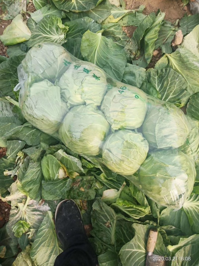河北甘蓝，精品甘蓝绿甘蓝，现大量上市，欢迎来电咨询！