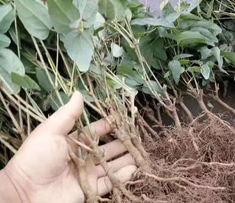三叶木通八月瓜苗紫果品种裸根苗现挖现发产地批发