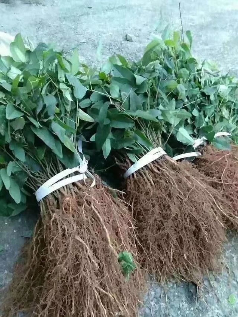 三叶木通八月瓜苗紫果品种裸根苗现挖现发产地批发