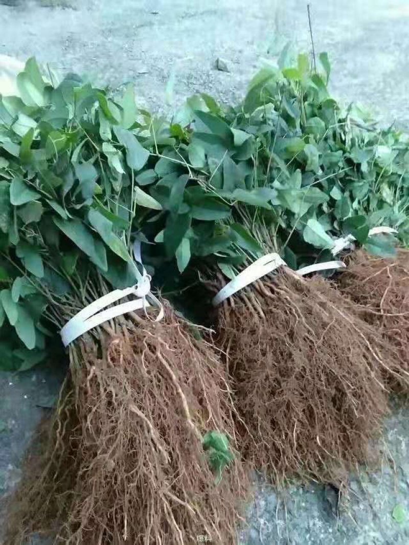 三叶木通八月瓜苗紫果品种裸根苗现挖现发产地批发