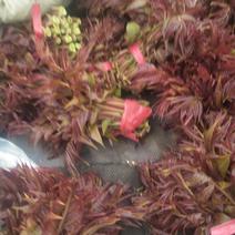山东潍坊临朐高山露天红香椿上市了。这几天大量上市，开始！