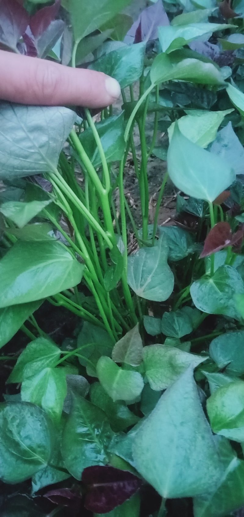 脱毒西瓜红红薯苗基地