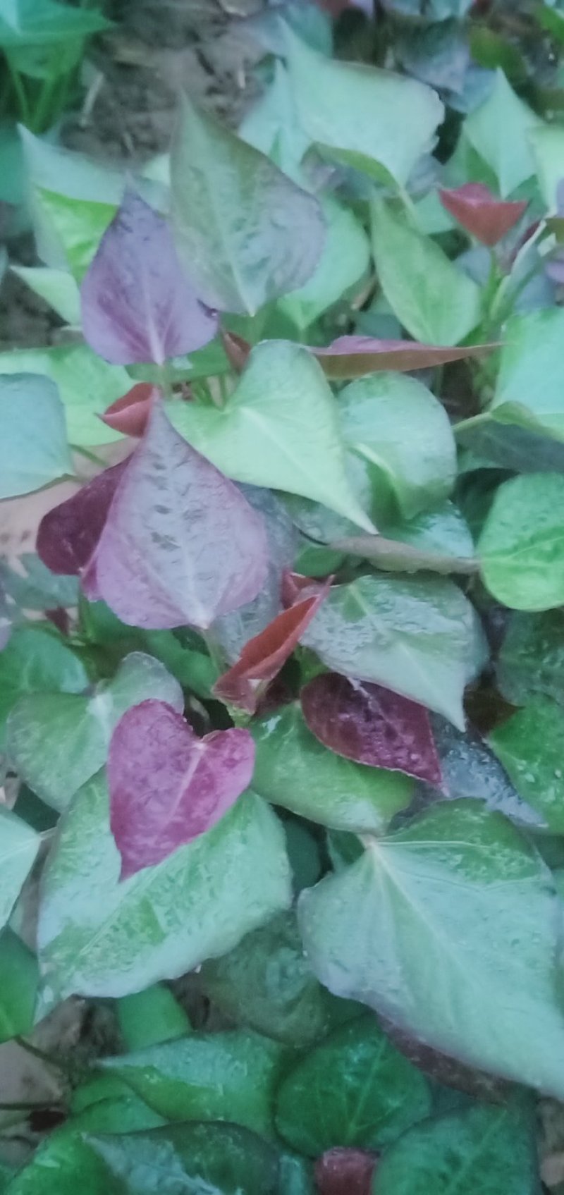 脱毒西瓜红红薯苗基地