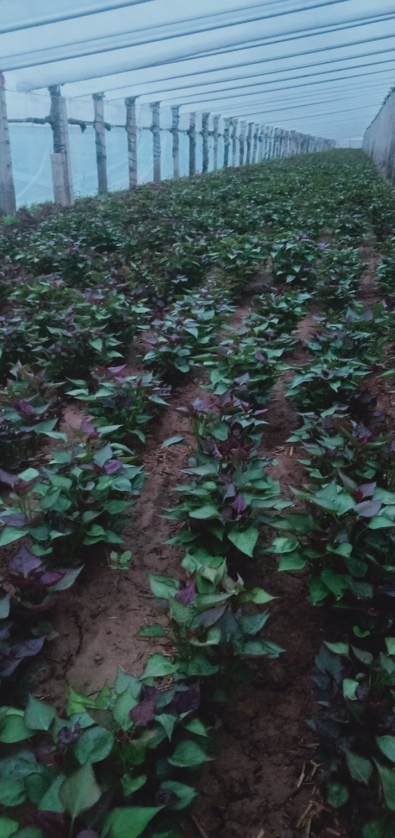 脱毒西瓜红红薯苗基地