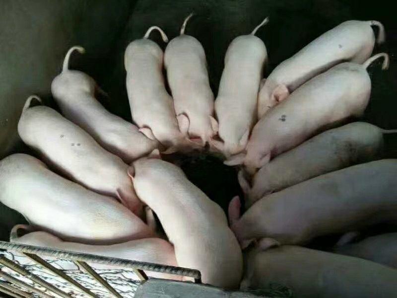 【精选】山东种母猪常年供应品种齐全货源充足代办运输