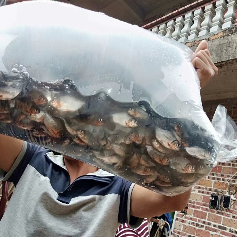 鲳鱼苗淡水白鲳鱼苗基地直供批发(抗病好上市快)