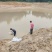 鲳鱼苗淡水白鲳鱼苗基地直供批发(抗病好上市快)