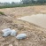 鲳鱼苗淡水白鲳鱼苗基地直供批发(抗病好上市快)