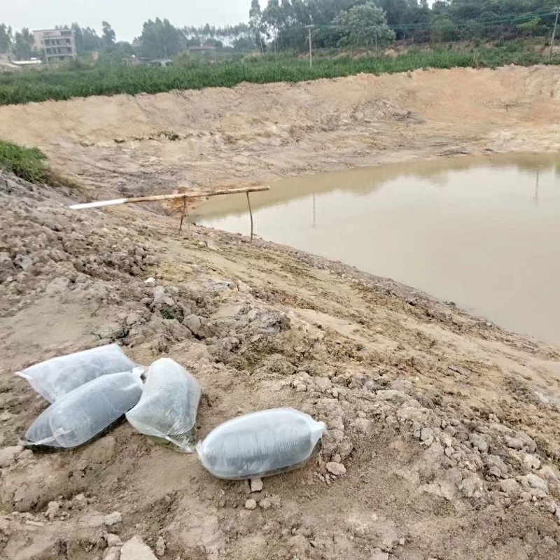 鲳鱼苗淡水白鲳鱼苗基地直供批发(抗病好上市快)