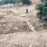 鲳鱼苗淡水白鲳鱼苗基地直供批发(抗病好上市快)