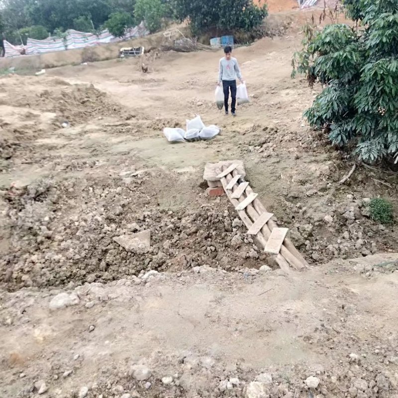 鲳鱼苗淡水白鲳鱼苗基地直供批发(抗病好上市快)