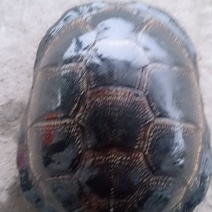 冷水欧泽