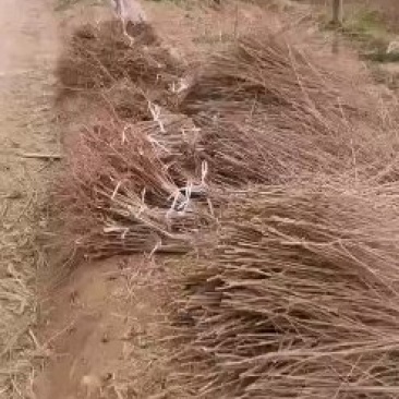 五角枫小苗