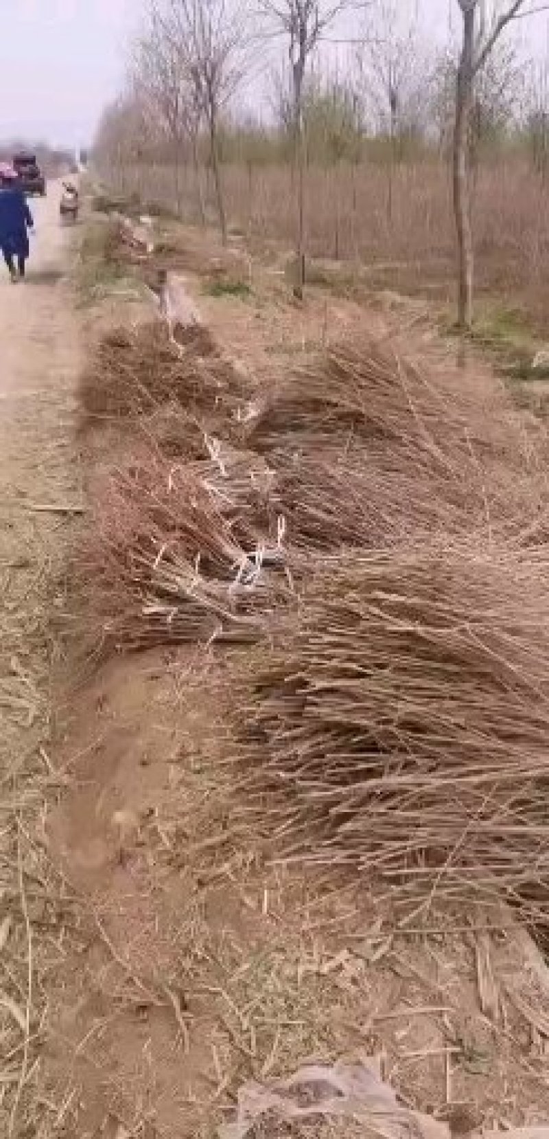 五角枫小苗