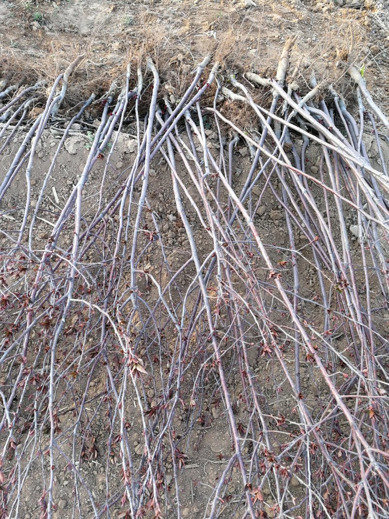 红宝石海棠，5公分红宝石海棠，8公分红宝石海棠出售