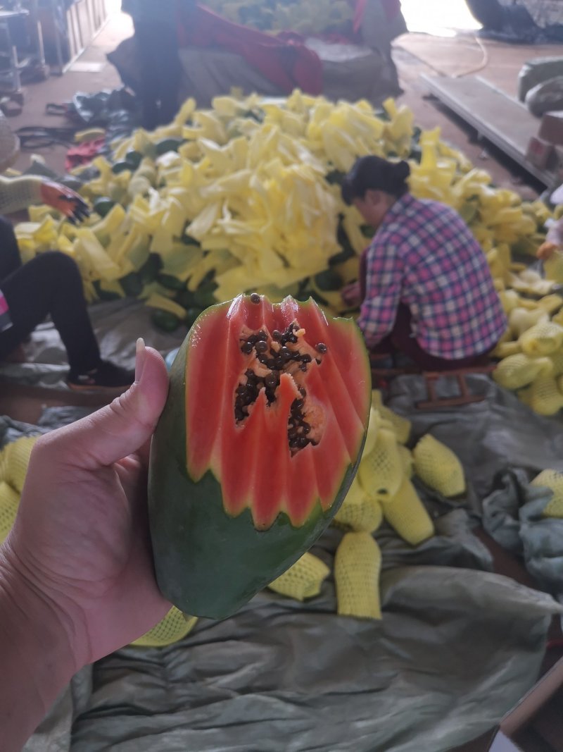 雷州木瓜（红心冰糖木瓜）