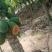 雷州木瓜（红心冰糖木瓜）