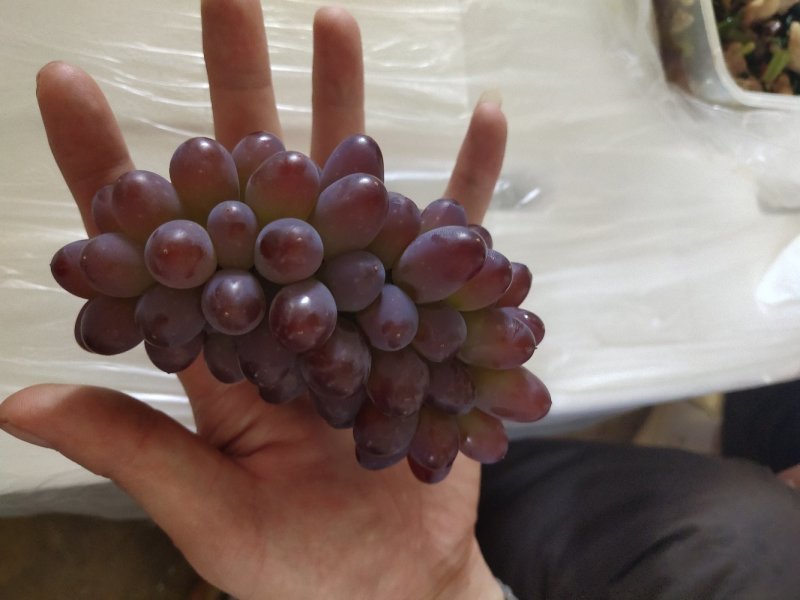 精品黑提