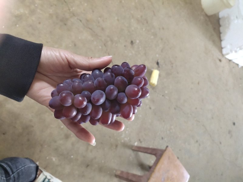 精品黑提