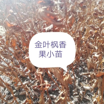 金叶枫箱果苗