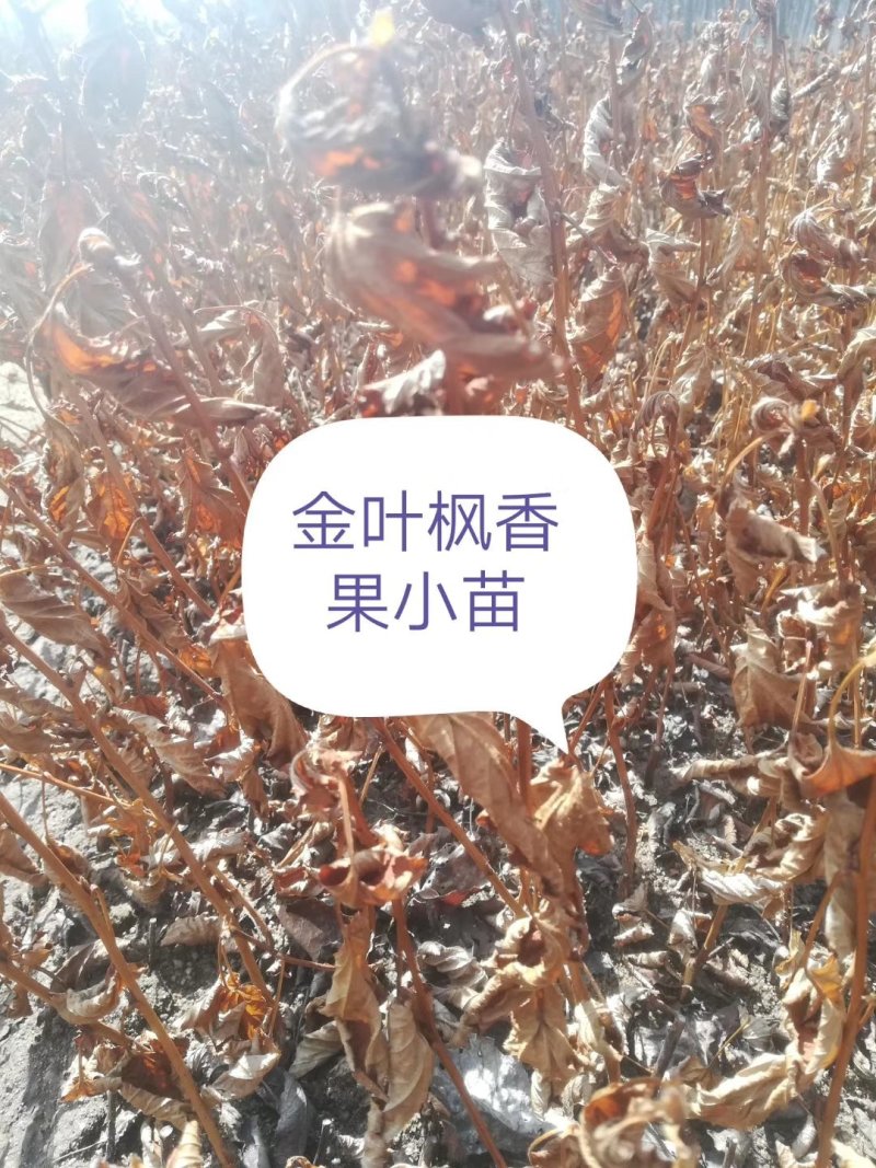 金叶枫箱果苗
