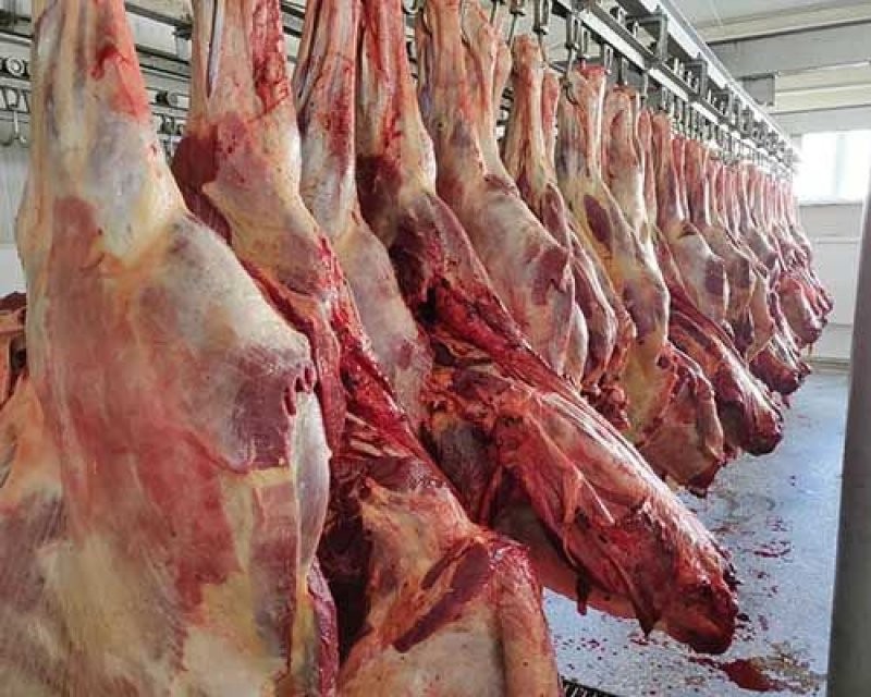 蒙古马肉五分体，肋条肉，20年新货，质量有保证，活马吊宰