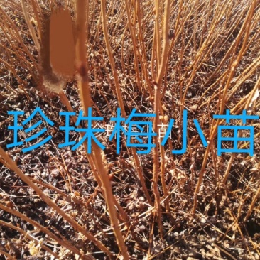珍珠梅，东北珍珠梅