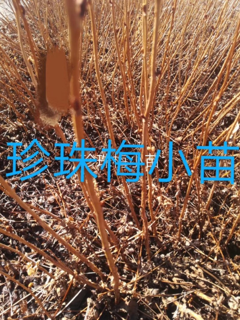 珍珠梅，东北珍珠梅