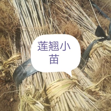 连翘，东北连翘