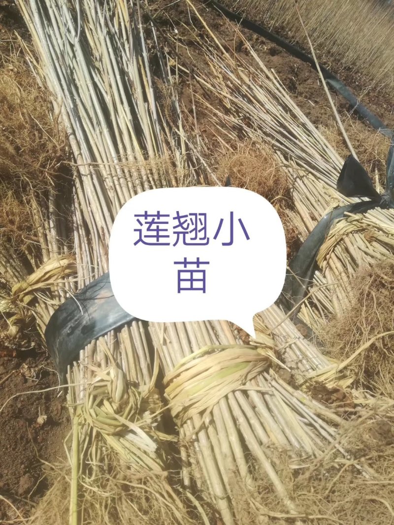 连翘，东北连翘