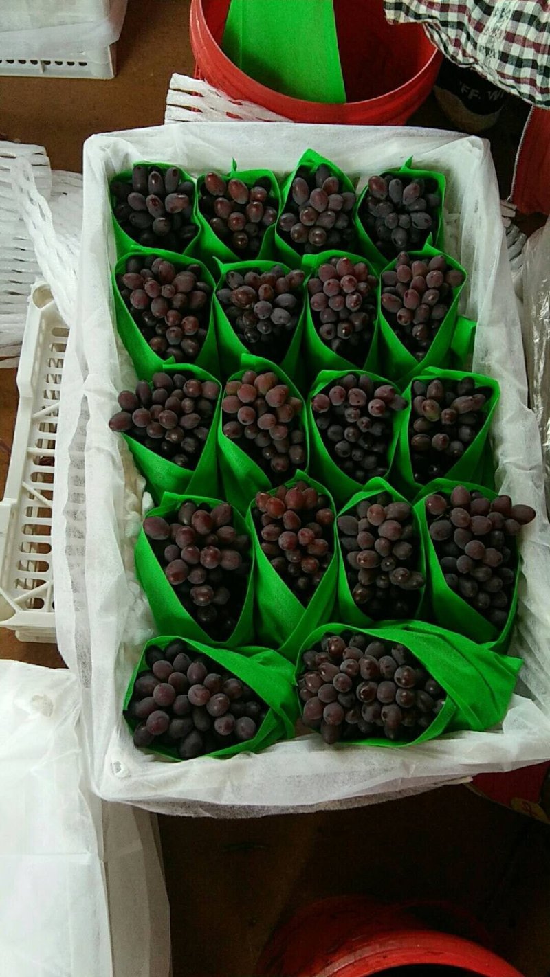 精品黑提