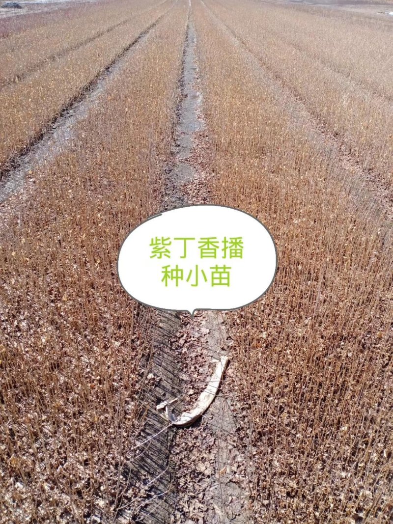 紫丁香苗，丁香苗