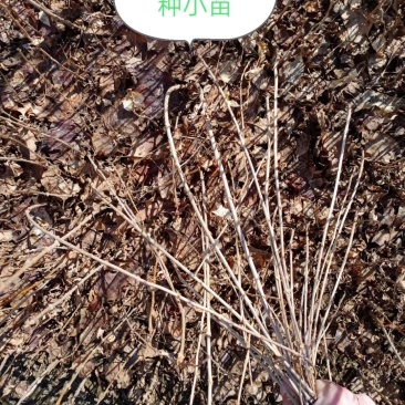 紫丁香苗，丁香苗