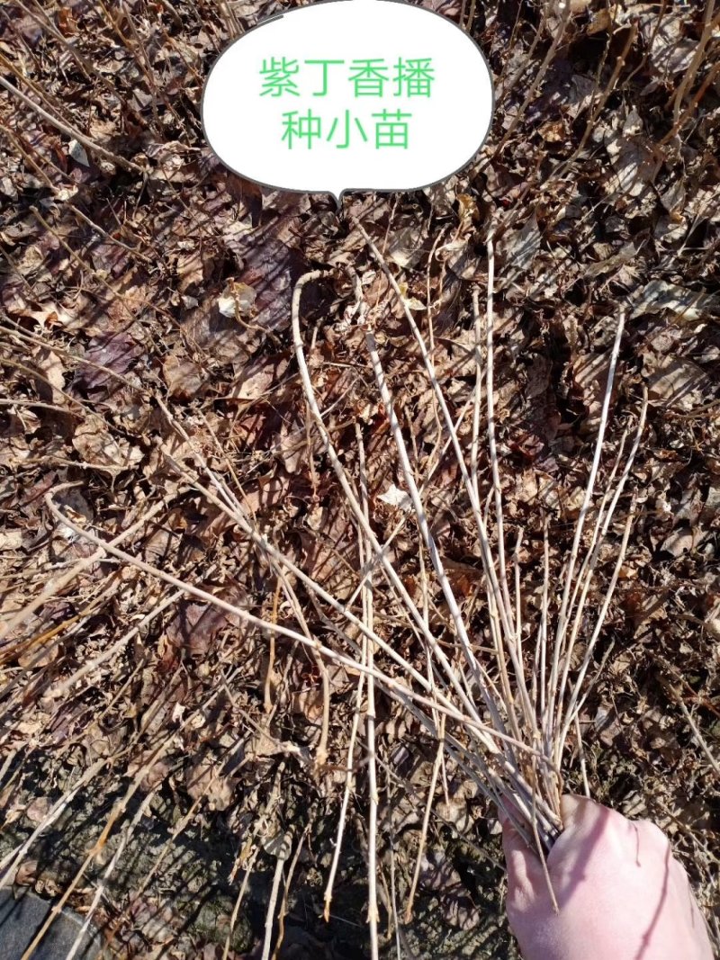 紫丁香苗，丁香苗
