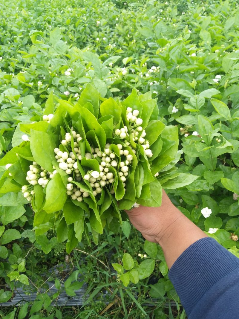 （空运包邮）重瓣白茉莉花苗广西横县基地直发保质保量