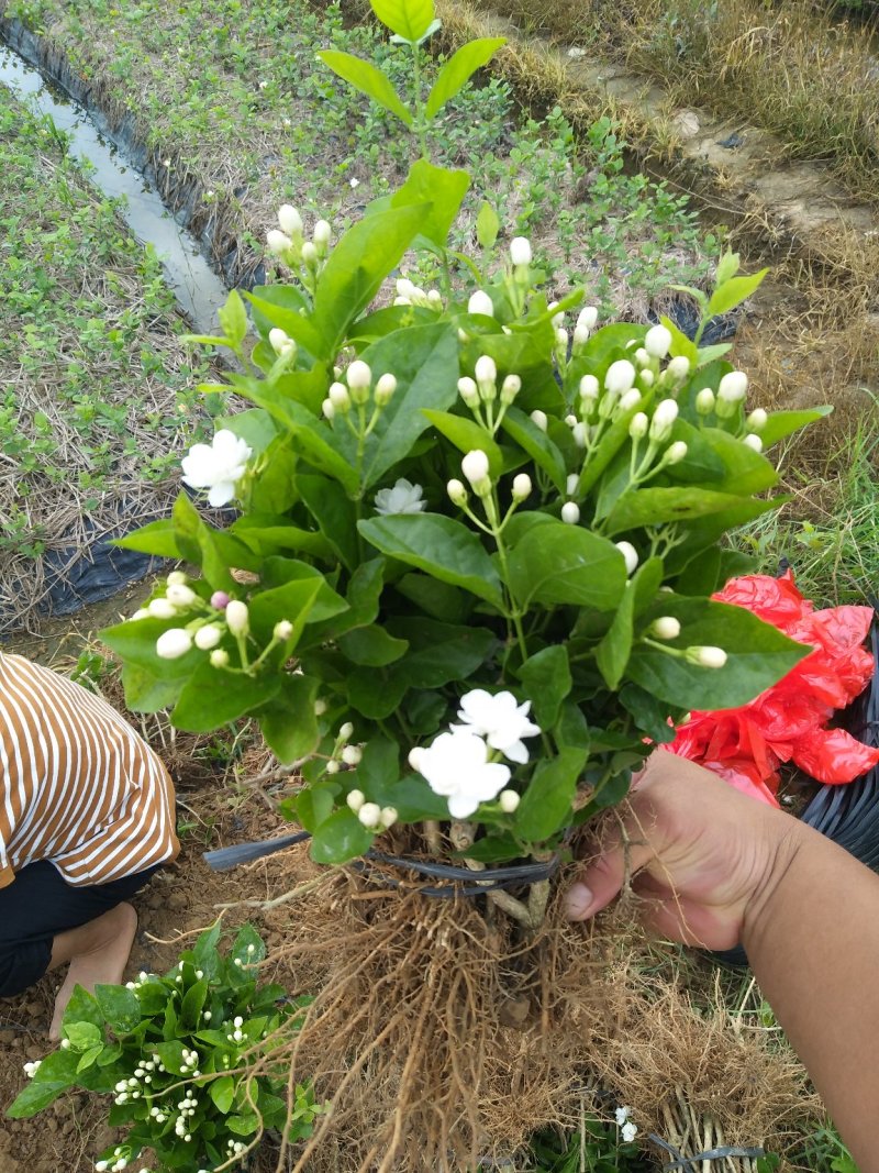 （空运包邮）重瓣白茉莉花苗广西横县基地直发保质保量